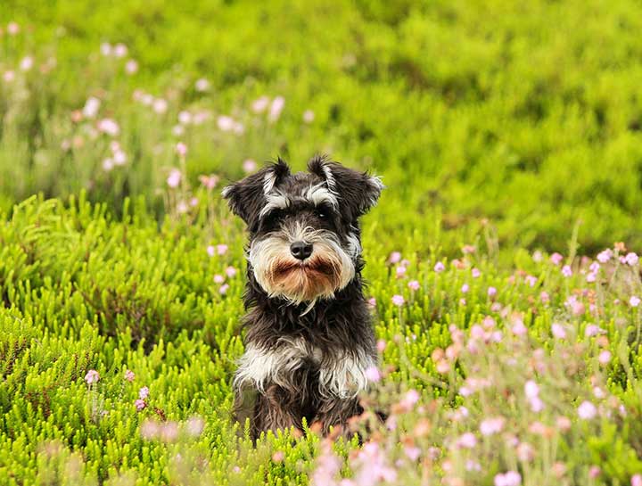 How Can I Tell If My Dog or Cat Has Allergies?