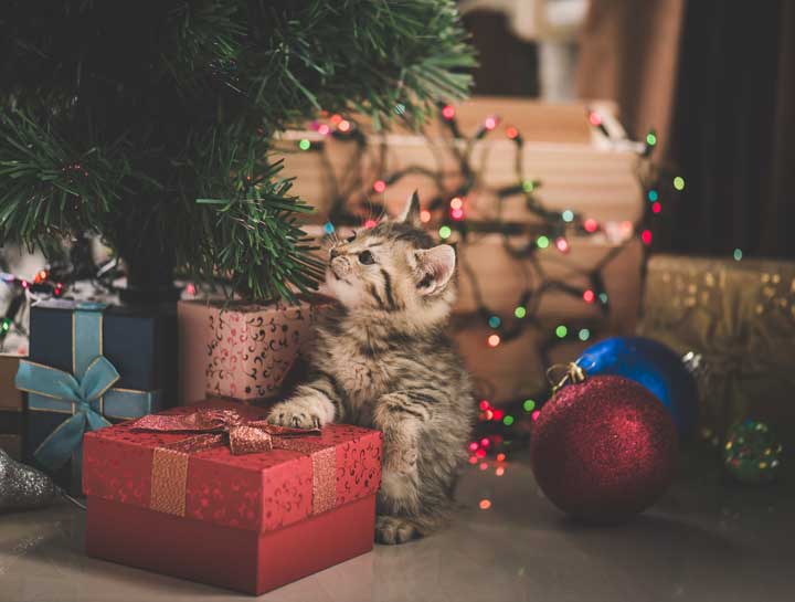 Christmas cat