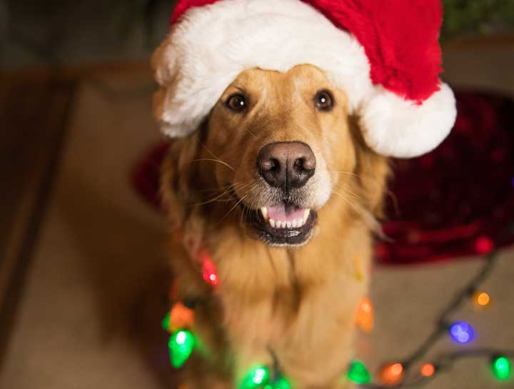 How to Pet-Proof Your Holidays