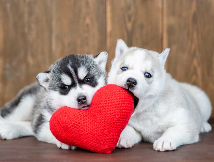 Valentine’s Day Tips All Pet Moms and Dads Need To Know
