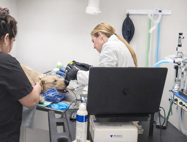 Digital Dental Radiology