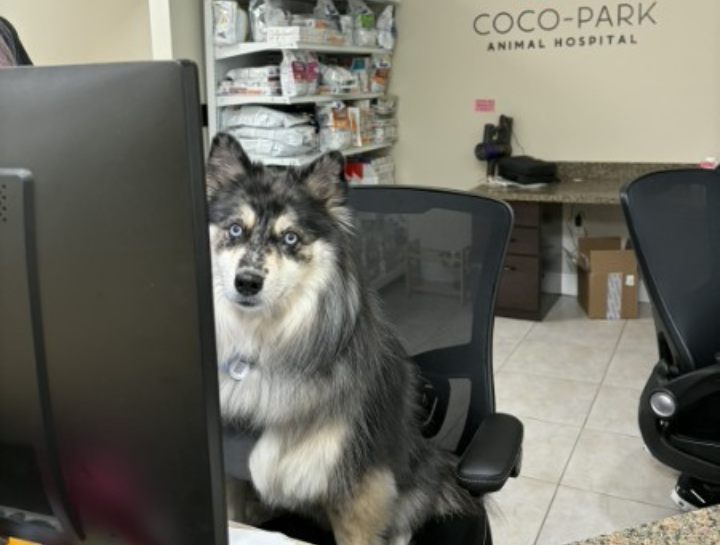 Online Veterinary Appointments