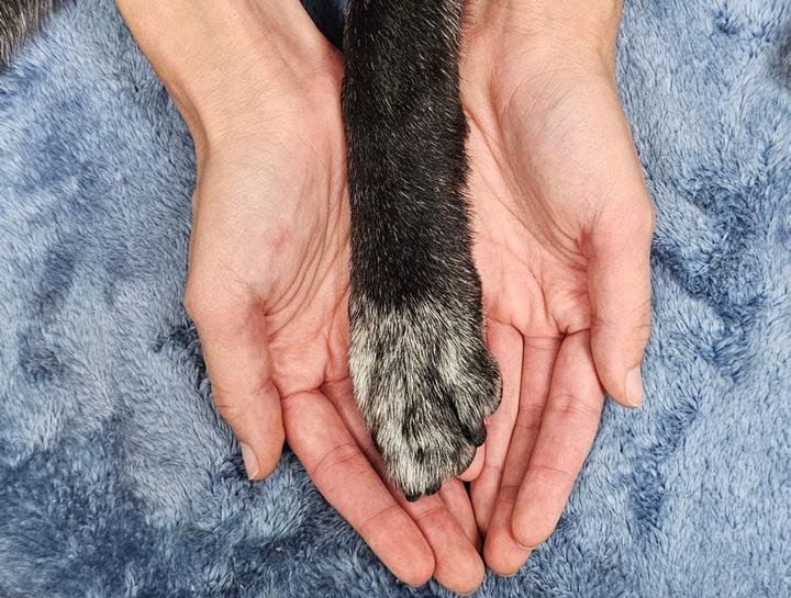 End of Life Pet Care