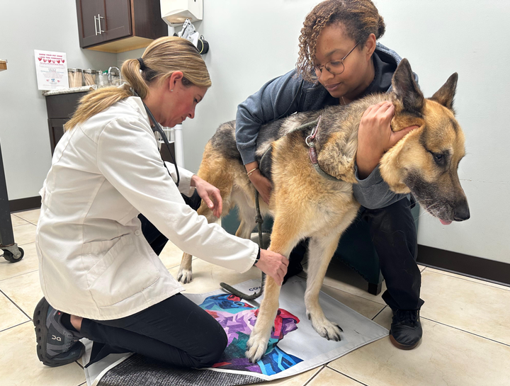 Preventive Care for Dogs